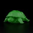 Turtle vray.jpg Realistic Turtle