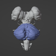 24.png 3D Model of Skull with Brain and Brain Stem - best version