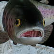 Rainbow-trout-trophy-21.png rainbow trout / Oncorhynchus mykiss fish in motion trophy statue detailed texture for 3d printing