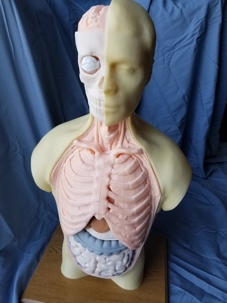 20190426_131030.jpg Fichier STL gratuit Modèle de torse d'anatomie humaine・Modèle à télécharger et à imprimer en 3D, ccjr