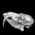 bandicam-2026-02-08-13-51-54-007.jpg CHINESE WATER DEER SKULL