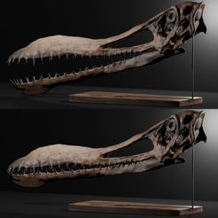 c.jpg Anhanguera pterosaur Collectible Fossils
