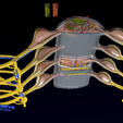 Image-0370.png Spinal cord symphathetic intercostal nerve
