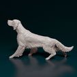 english-setter-on-the-hunt-06bz.jpg English Setter