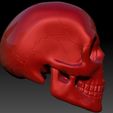 Skull6_display_large.jpg Archivo STL gratis Cráneo・Plan de impresión en 3D para descargar, Dourgurd