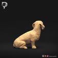 Dachshund-Miniature-Wire-Haired-Pose-06-Dog-3D-Print-4s.jpeg Dachshund Miniature Wire Haired Pose 06