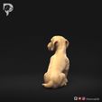 Dachshund-Miniature-Wire-Haired-Pose-06-Dog-3D-Print-6s.jpeg Dachshund Miniature Wire Haired Pose 06