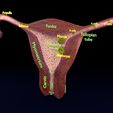image-0066.jpg Fertilization stages of ovum