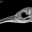 specimen-5.jpg Aptenodytes forsteri, Emperor Penguin