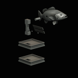 peacock-bass-trophy-1-1-4.png Peacock bass (Cichla ocellaris) fish in motion trophy statue for 3d printing