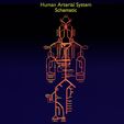 PS0002.jpg Human arterial system schematic 3D