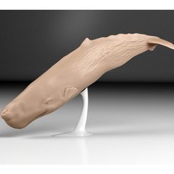 sperm-whale.jpg Sperm whale, accurate 3D model