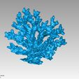 mercan3.jpg plantadores de coral