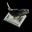 Dentex-trophy-20.png fish Common dentex / dentex dentex trophy statue detailed texture for 3d printing