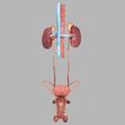 genito-urinary-tract-male-3d-model-3d-model-blend-31.jpg Genito-urinary tract male 3D model 3D model