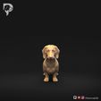Dachshund-Miniature-Smooth-Haired-Pose-01-Dog-3D-Print-10s.jpeg Dachshund Miniature Smooth Haired Pose 01