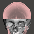 Screenshot-2024-04-04-145250.png Anatomically correct human skull