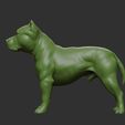 11.jpg PitBull Dog Flexi_Print_In_Place
