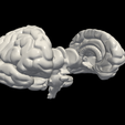 6.png 3D Model of Brain with Cerebellum and Brain Stem