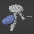 23.png 3D Model of Skull with Brain and Brain Stem - best version