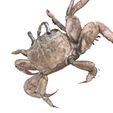 4.jpg KREBS KREBS AMPHIBISCHE TADPOLE TIER ANATOMIE 3D MODELL Maniküre Krabbe Cleistostoma Dilatatum RAPTOR