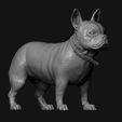 06.jpg French Bulldog model 3D print model
