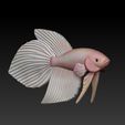 z5494467337946_35d604c674cd28e1e5210e2ab067d08e.jpg Betta Fish Veiltail - Ready For 3D Printing
