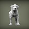 puppy-rhodesian-ridgeback-standing6.jpg puppy rhodesian ridgeback standing 3D print model