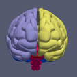 12.png 3D Model of Human Brain v3