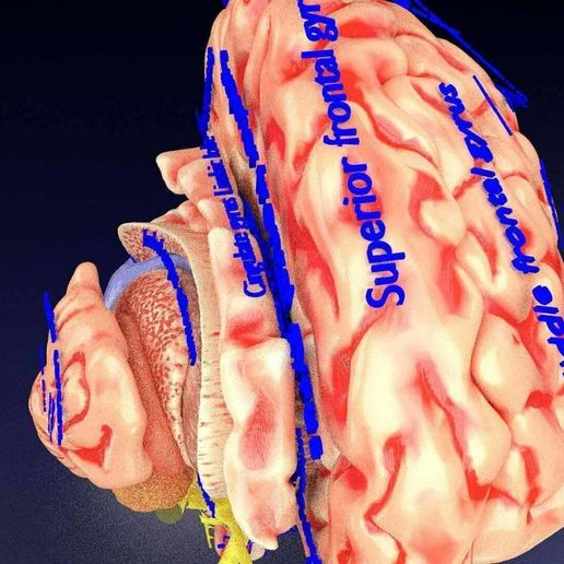 🧠 Sistema nervoso central córtex gânglios basais límbicos tronco ...