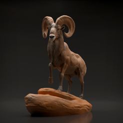 ram8.jpg Télécharger fichier 3D Bighorn Ram • Modèle imprimable en 3D, AnimalDenMiniatures
