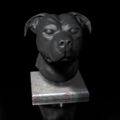 Shop6.jpg American-Staff dogs head portrait