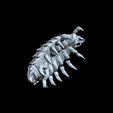 50.jpg Isopod