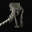 08.jpg Tyrannosaurus rex: 3D skeleton