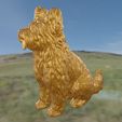 7.jpg Briard Berger de Brie