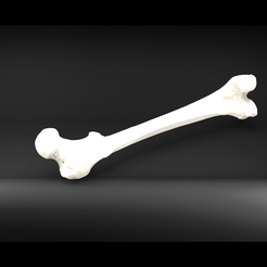 untitled.69.png femur bone / hueso femur