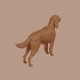 Irish_Setter_0007.jpg Irish Setter