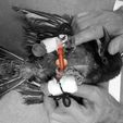 attelle_posée.jpg Paw splint for bird / Attelle de patte pour oiseau