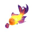 5.jpg GOLDFISH Guppy Blue Grass FISH TOAD AMPHIBIAN TADPOLE ANIMAL ANATOMY 3D MODEL WATER OCEAN RIVER BOAT SALMON SHARK