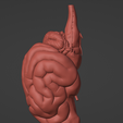 11.png 3D Model of Canine Brain with Arteries