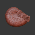 Nautilus2-1.png Nautilus 3d relief .stl file