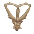 image-05.jpg CHASMOSAURUS skull