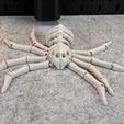 IMG_6847.jpg Flexi Skeleton Spider V2