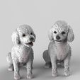 poodles-10.jpg Toy Poodle / Poodle