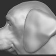 13.jpg Puppy of Pointer dog head for 3D printing