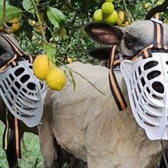 SHEEP-MUZZLE.jpg Archivo STL Bozal para ovejas・Diseño de impresora 3D para descargar