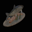 Grass-carp-1-6.png fish grass carp / Ctenopharyngodon idella / amur bílý statue detailed texture for 3d printing