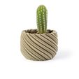 XXXX3295.jpg Cactus planter - Whirly