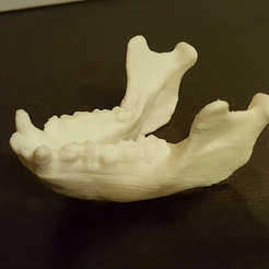 Capture_d_e_cran_2016-07-29_a__09.55.42.png Free STL file Monkey mandible・3D print object to download
