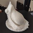 Ranita_de_Darwin_03.jpg STL file Darwin wall frog・3D printable design to download